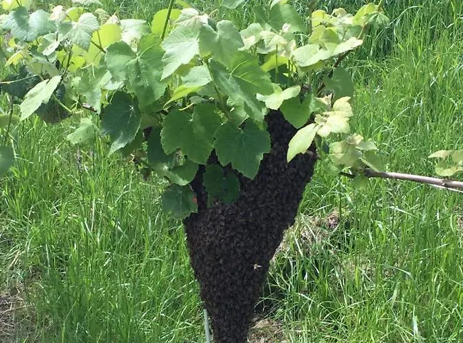 Bed & Breakfast Gaestezimmer Steiner Gamlitz